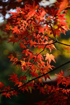Bright red maple leaves captured in autumn sunlight, showcasing the season's vibrant colors.