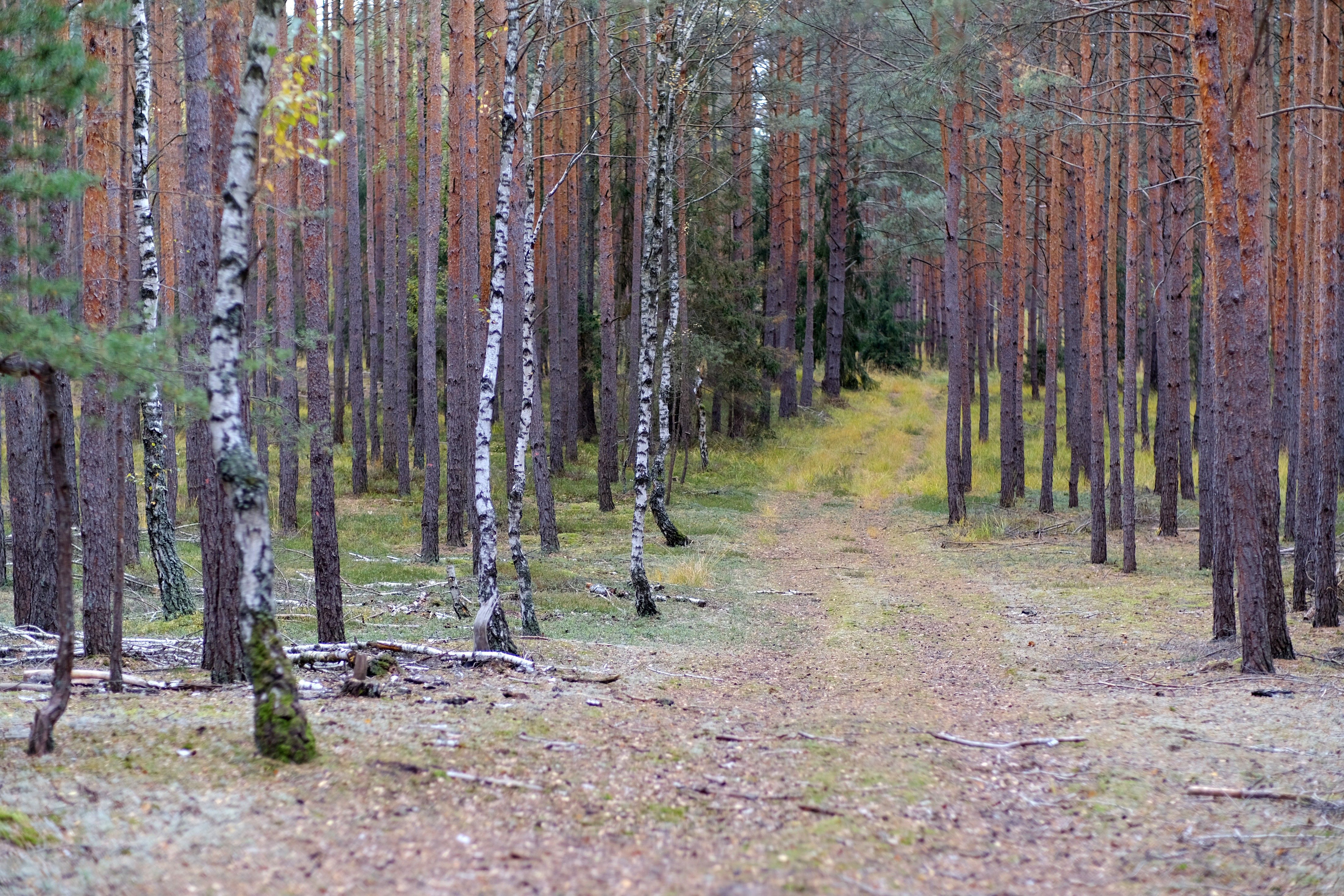 Serene Forest Path in Autumn Woods · Free Stock Photo
