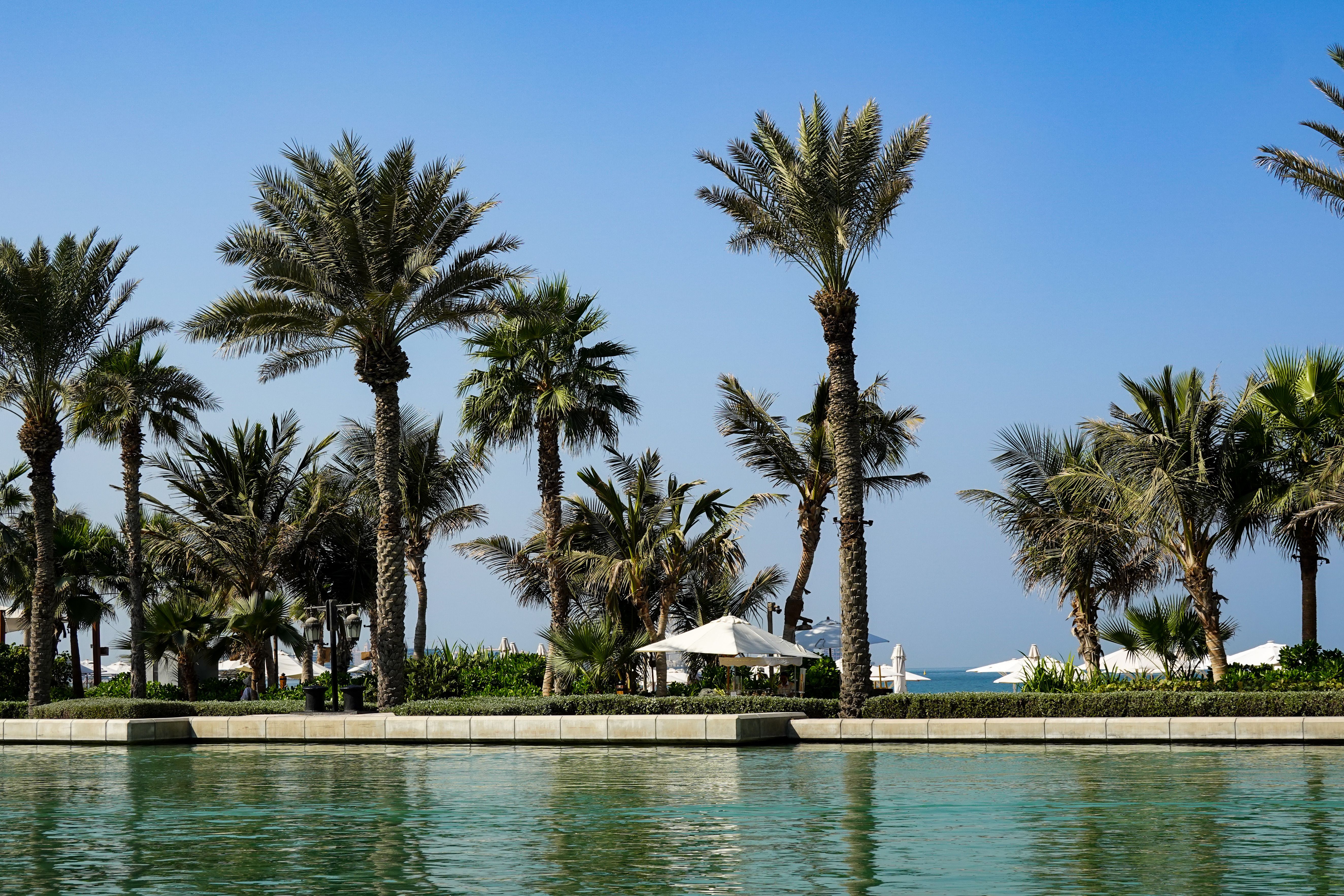 Tropical Beach Resort with Palm Trees · Free Stock Photo