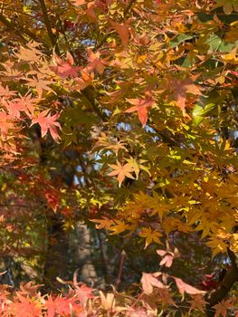 Beautiful array of colorful maple leaves during autumn, capturing nature's vibrant display.