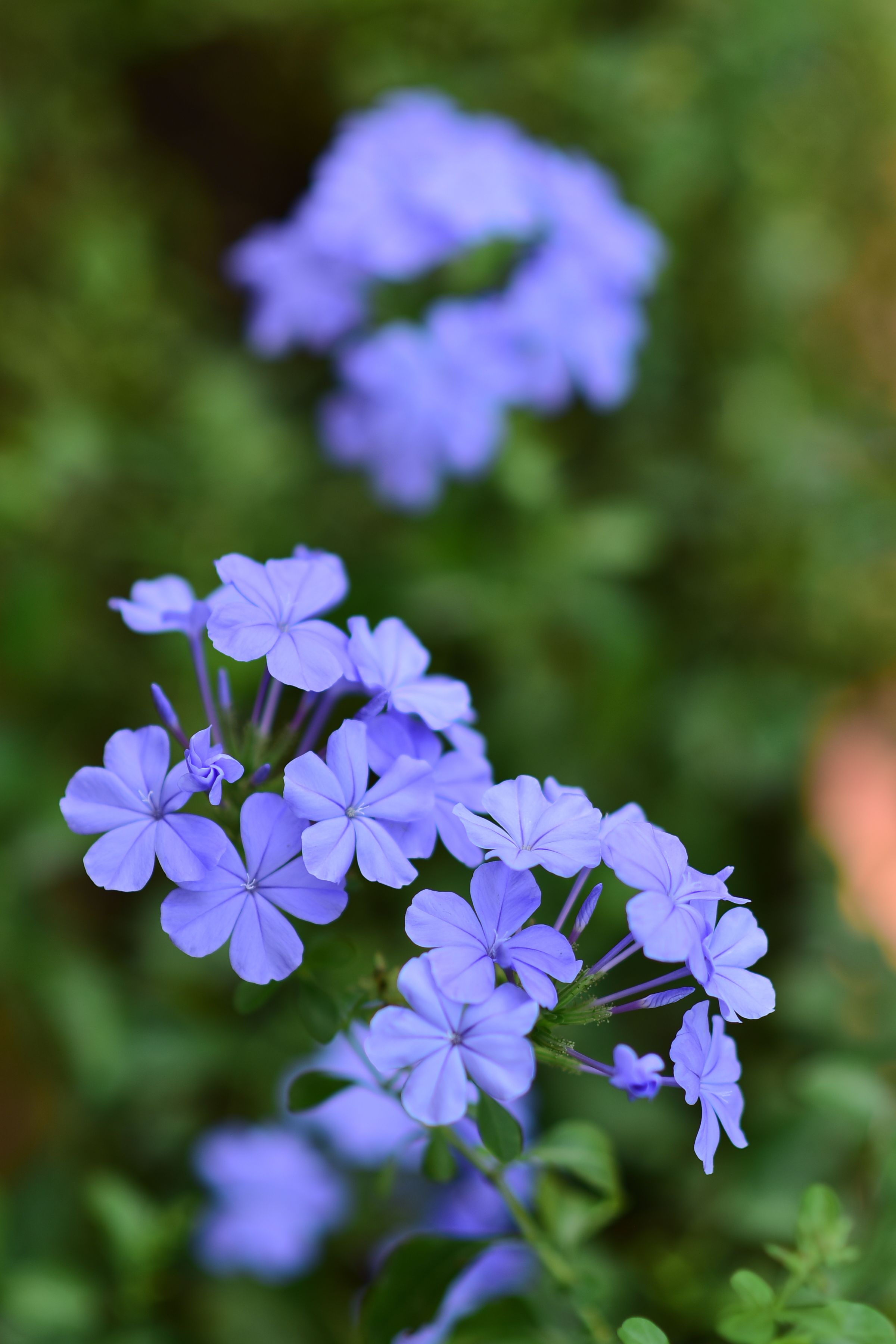 [ColoSach]-vibrant-close-up-of-plumbago-auriculata-with-fresh-green-backdrop.-ideal-for-nature-themes.