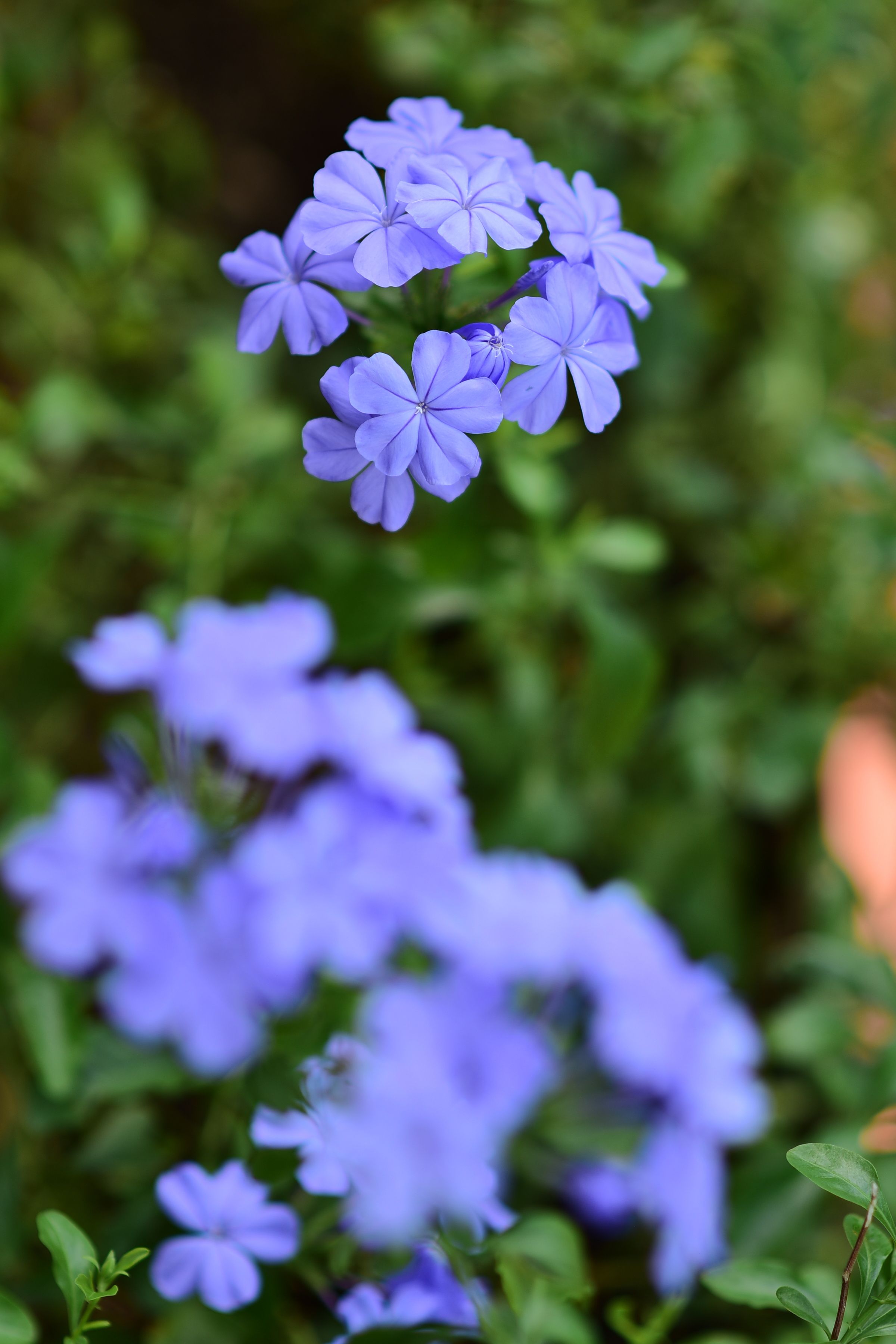 [ColoSach]-vivid-close-up-of-blue-plumbago-flowers-in-natural-setting-with-blurred-green-background.