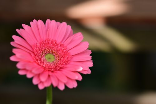 Free A stunning pink Gerbera daisy in full bloom against a blurred background, showcasing its vibrant petals. Stock Photo
