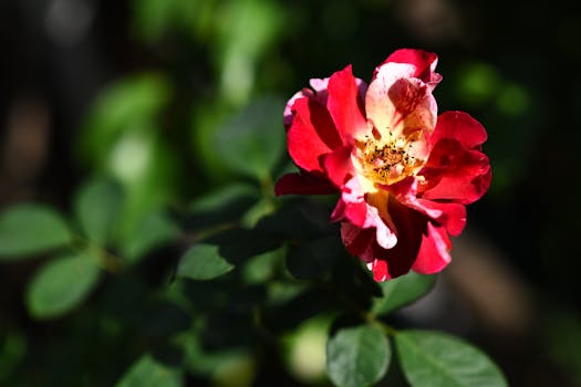 Close-up of a vibrant red and white rose with green leaves in bright sunlight.