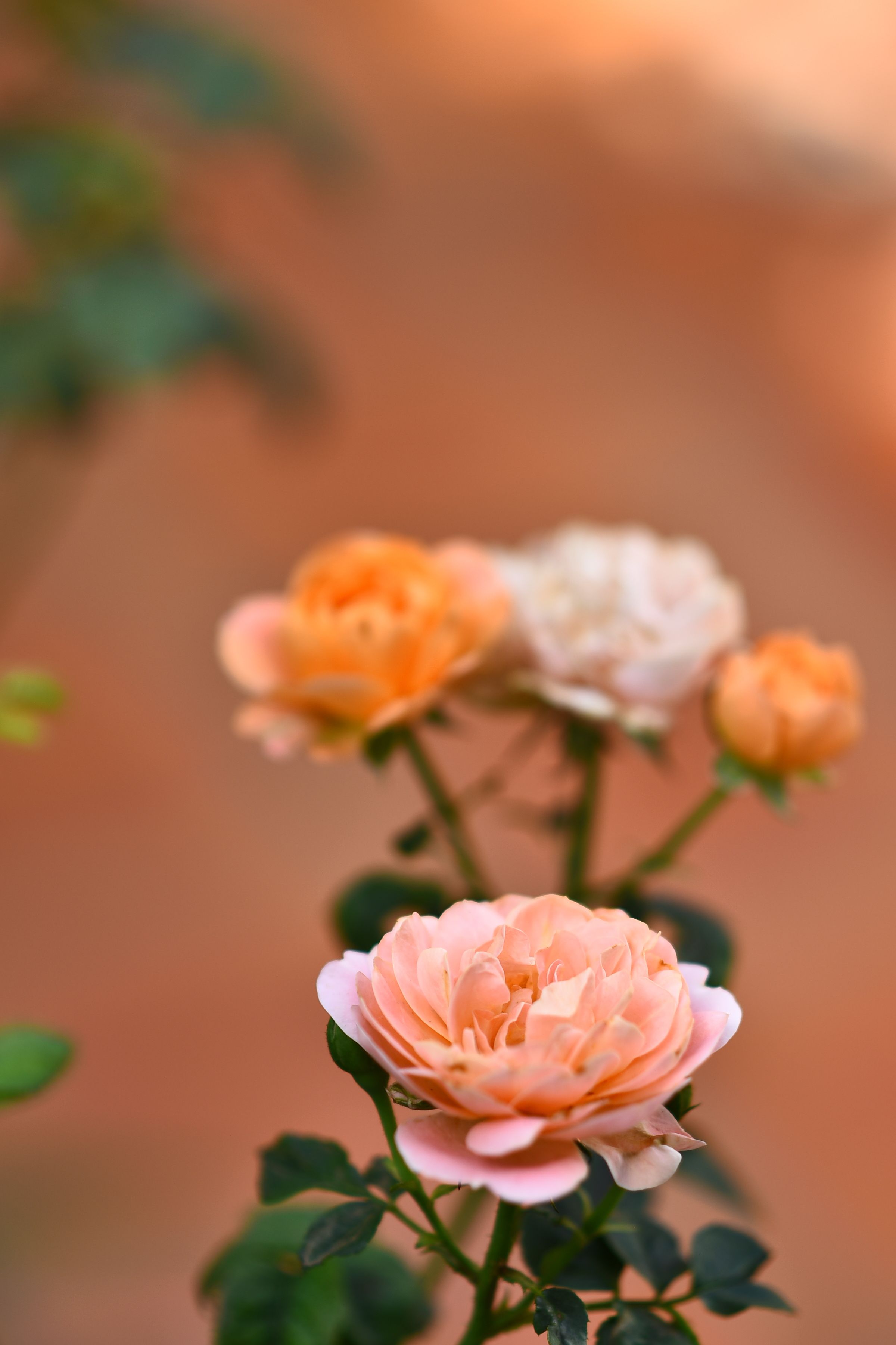 Beautiful close-up of peach-colored roses with a soft blurred background in a garden.