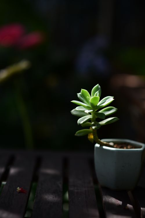 Free A close-up of a succulent plant in a ceramic pot, beautifully lit against a blurred background. Stock Photo