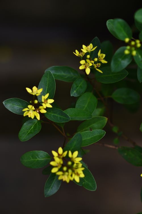Free Detailed photo of a green plant with small vibrant yellow flowers. Stock Photo
