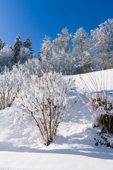 Stunning snowy landscape with trees under a clear blue sky in Switzerland.
