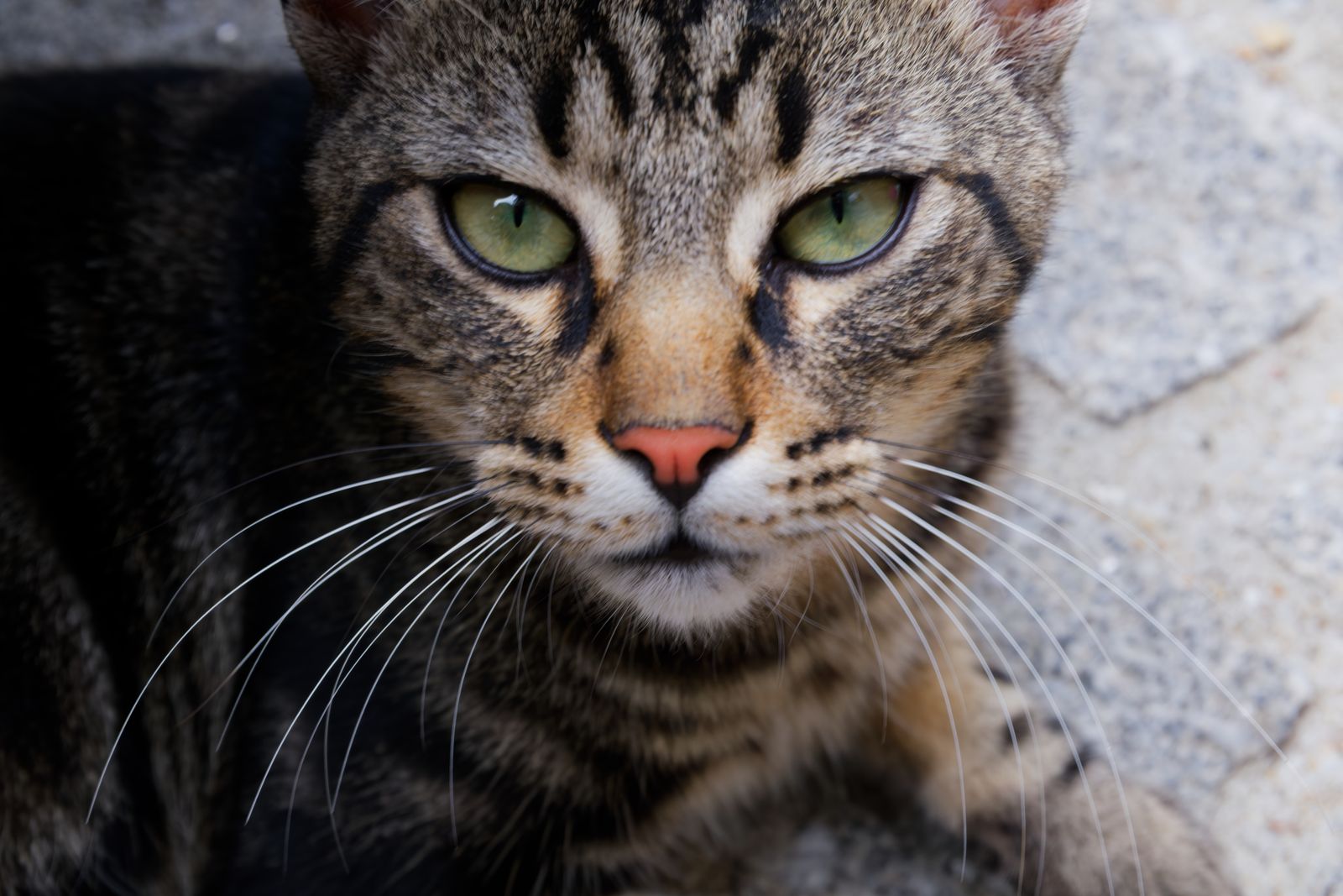 Portrait en gros plan d'un chat tigré aux yeux verts intenses