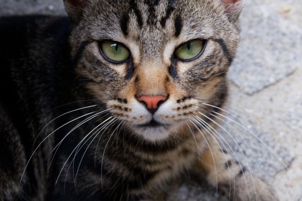 Portrait en gros plan d'un chat tigré aux yeux verts intenses