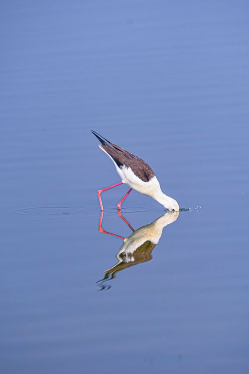 Free A black-winged stilt reflects in the calm water while feeding, creating a serene scene. Stock Photo