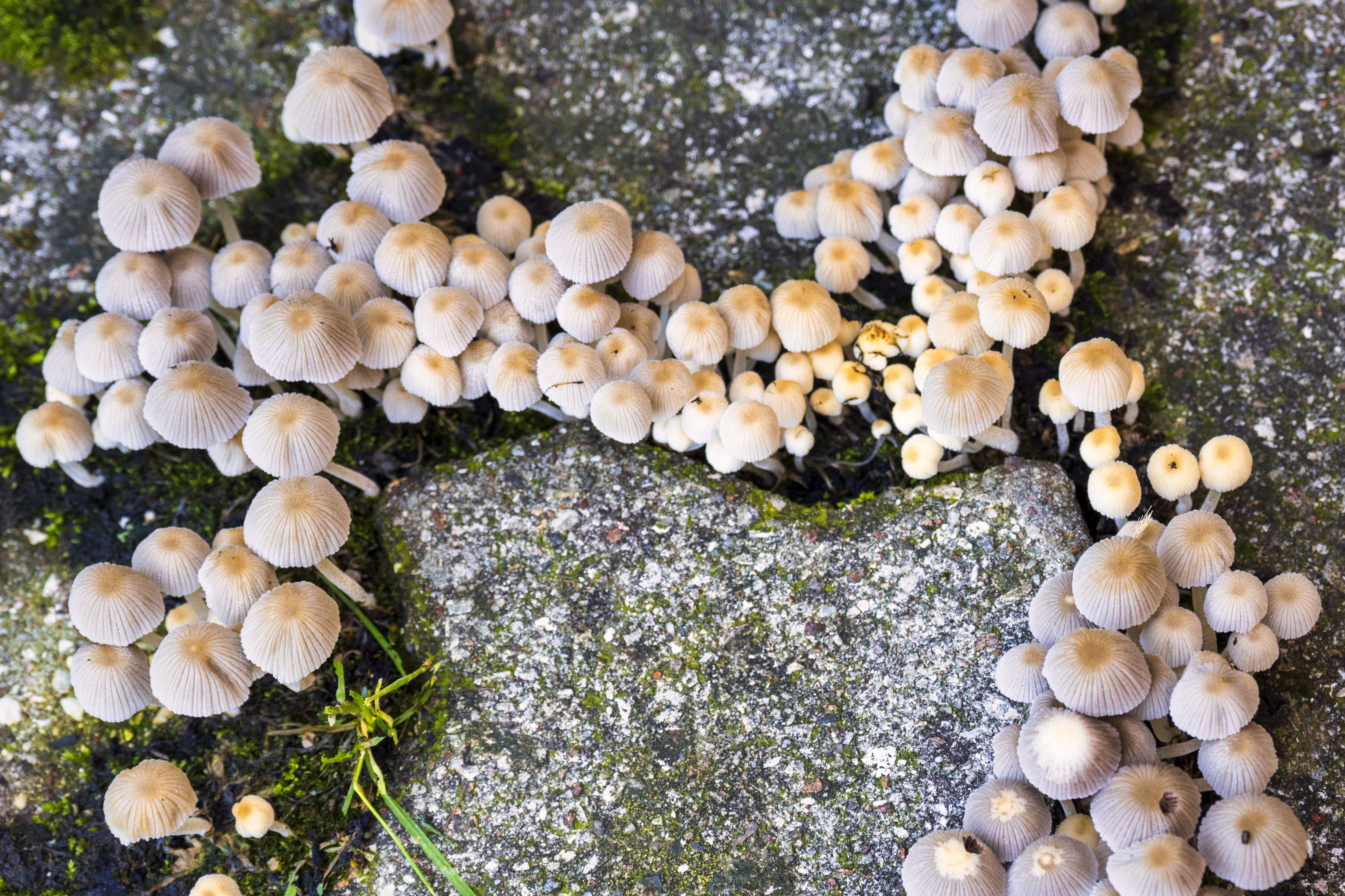 Cluster of small mushrooms growing on mossy pavement, capturing nature's resilience.