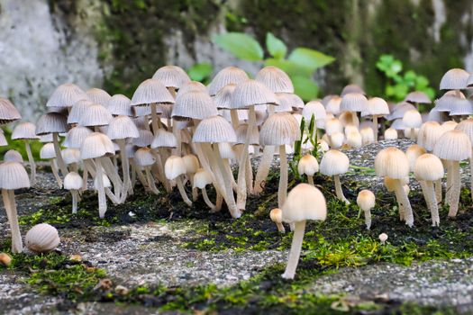 A dense cluster of small mushrooms on a moss-covered surface, showcasing natural growth.