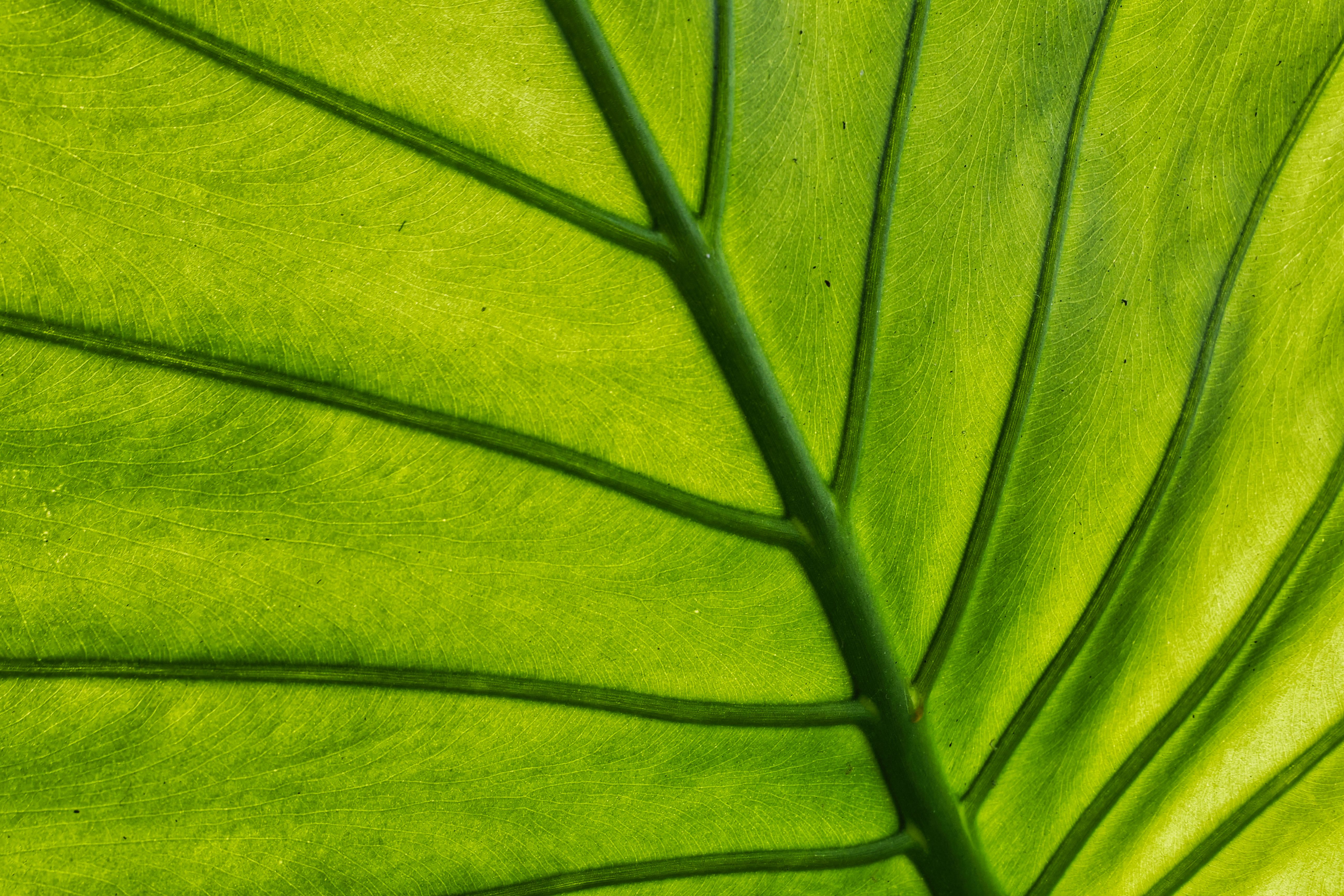 Close-up of a Vibrantly Green Leaf Structure · Free Stock Photo