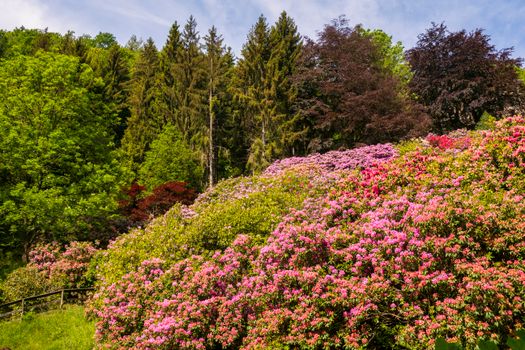Vibrant garden landscape with blooming pink rhododendrons surrounded by lush green trees.