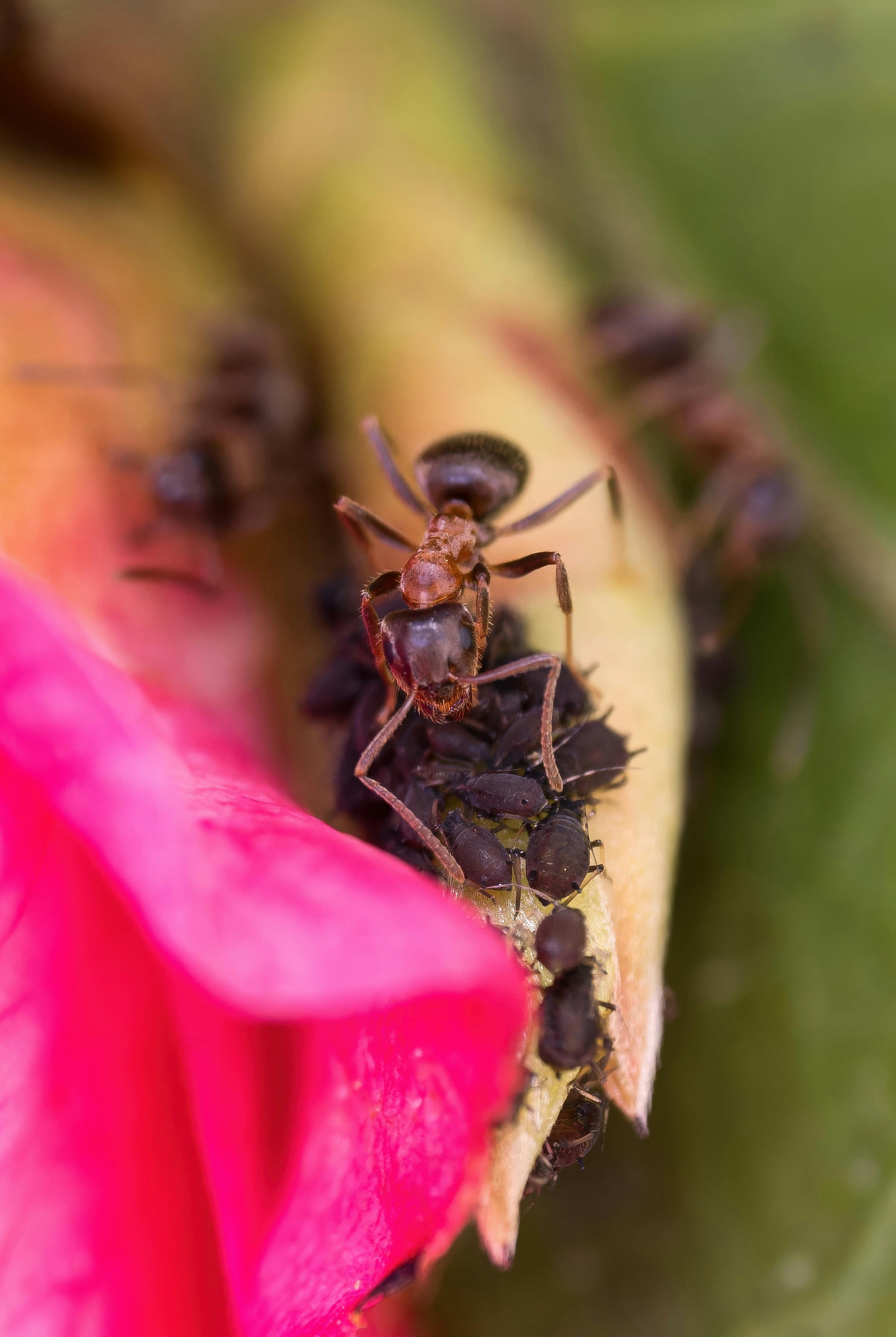 Macro shot of ants on a plant surrounded by vibrant pink petals and lush green leaves.