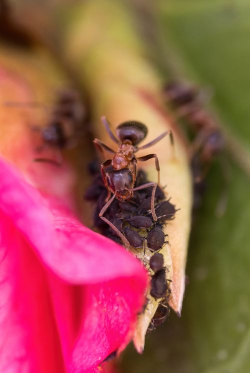 Free Macro shot of ants on a plant surrounded by vibrant pink petals and lush green leaves. Stock Photo