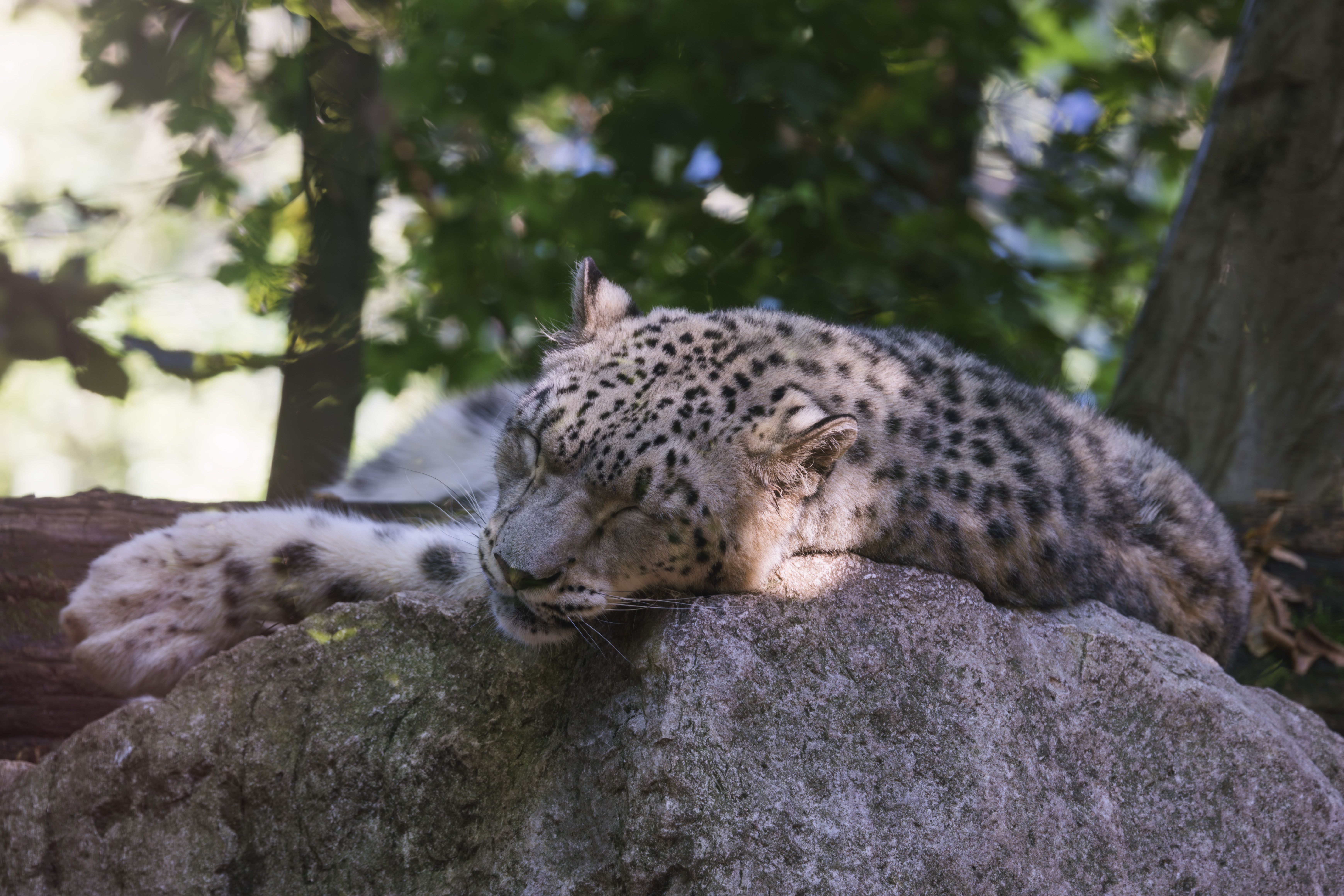 Snow leopard resting in its forest habitat, a featured Anno story