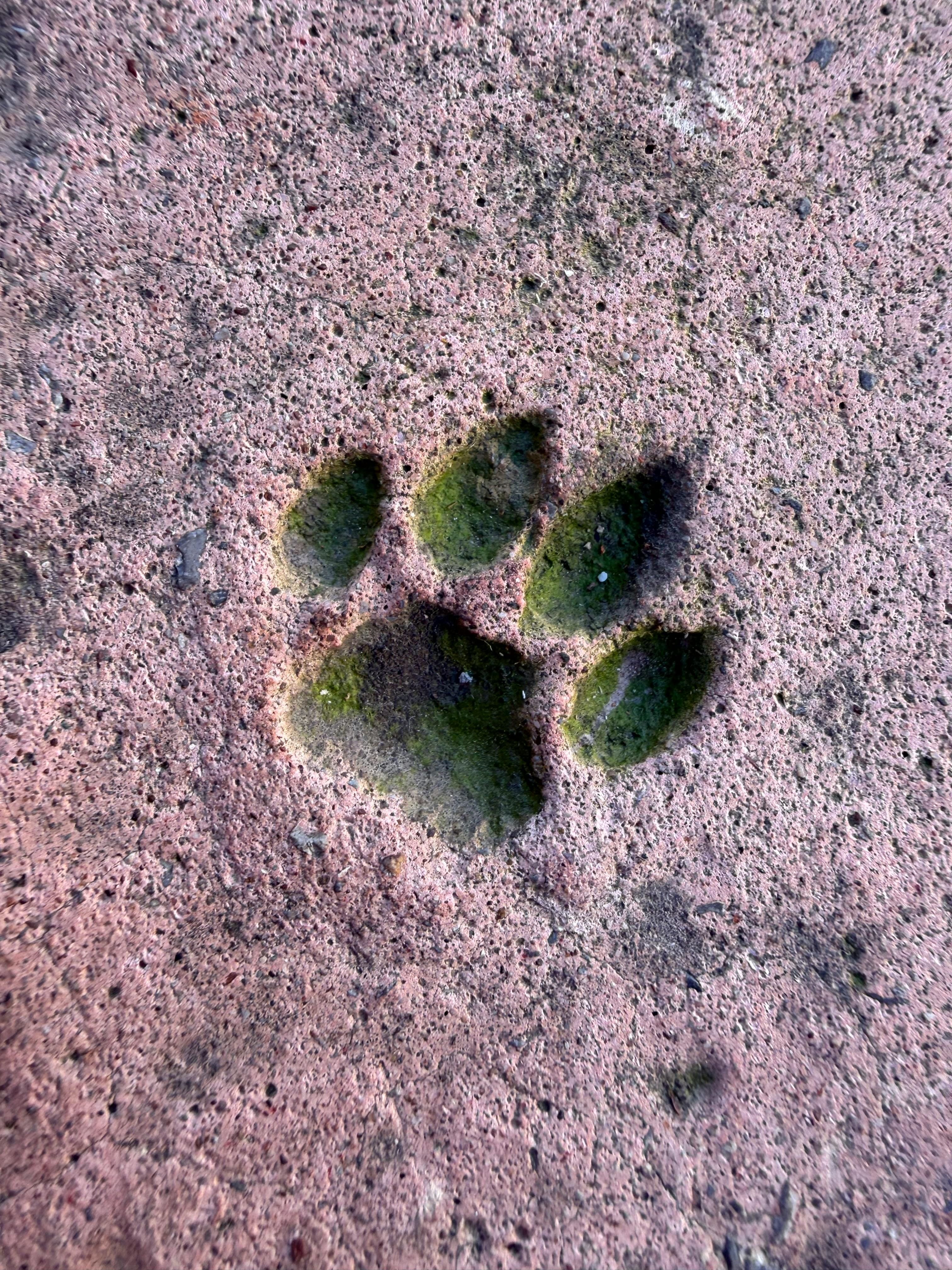 Close-up of a moss-covered paw print on a stone surface in Antalya, Türkiye.