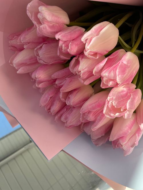 Free Soft pink tulip bouquet perfectly captured in natural light, exuding elegance and grace. Stock Photo