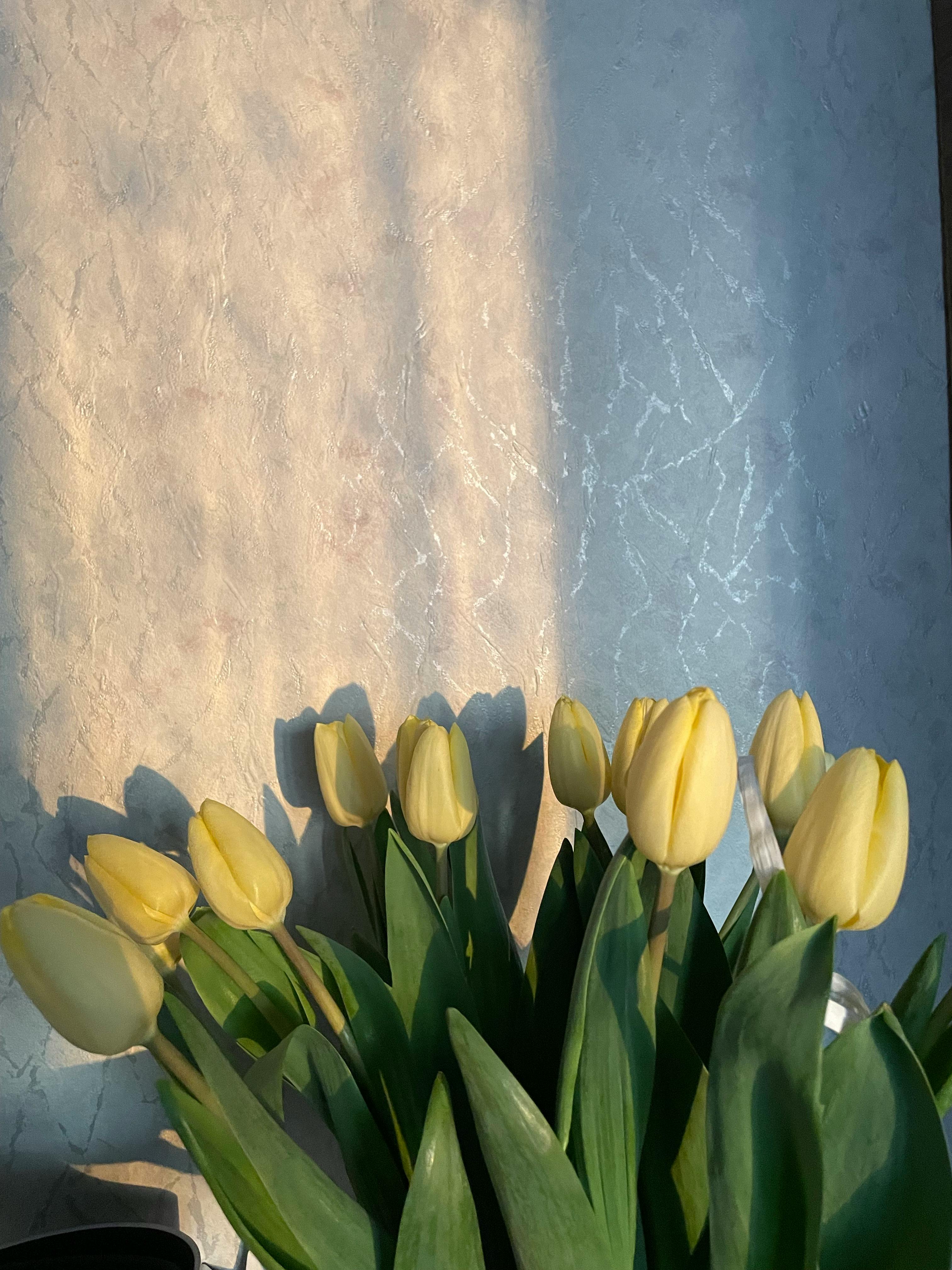 De franc Foto d'estoc gratuïta de arranjament floral, bellesa floral, botànic Foto d'estoc