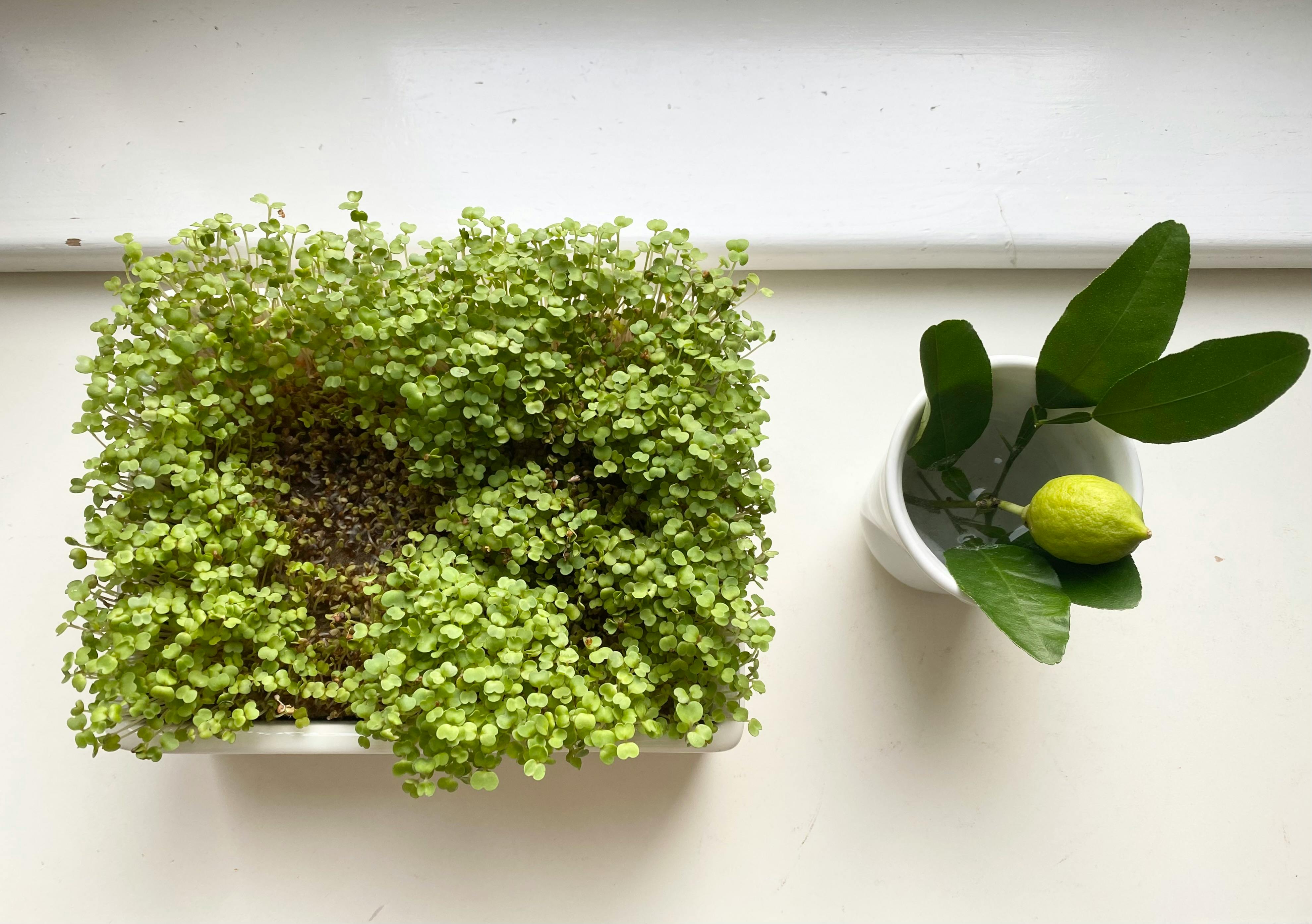 fresh microgreens on a kitchen windowsill - best seeds for microgreens