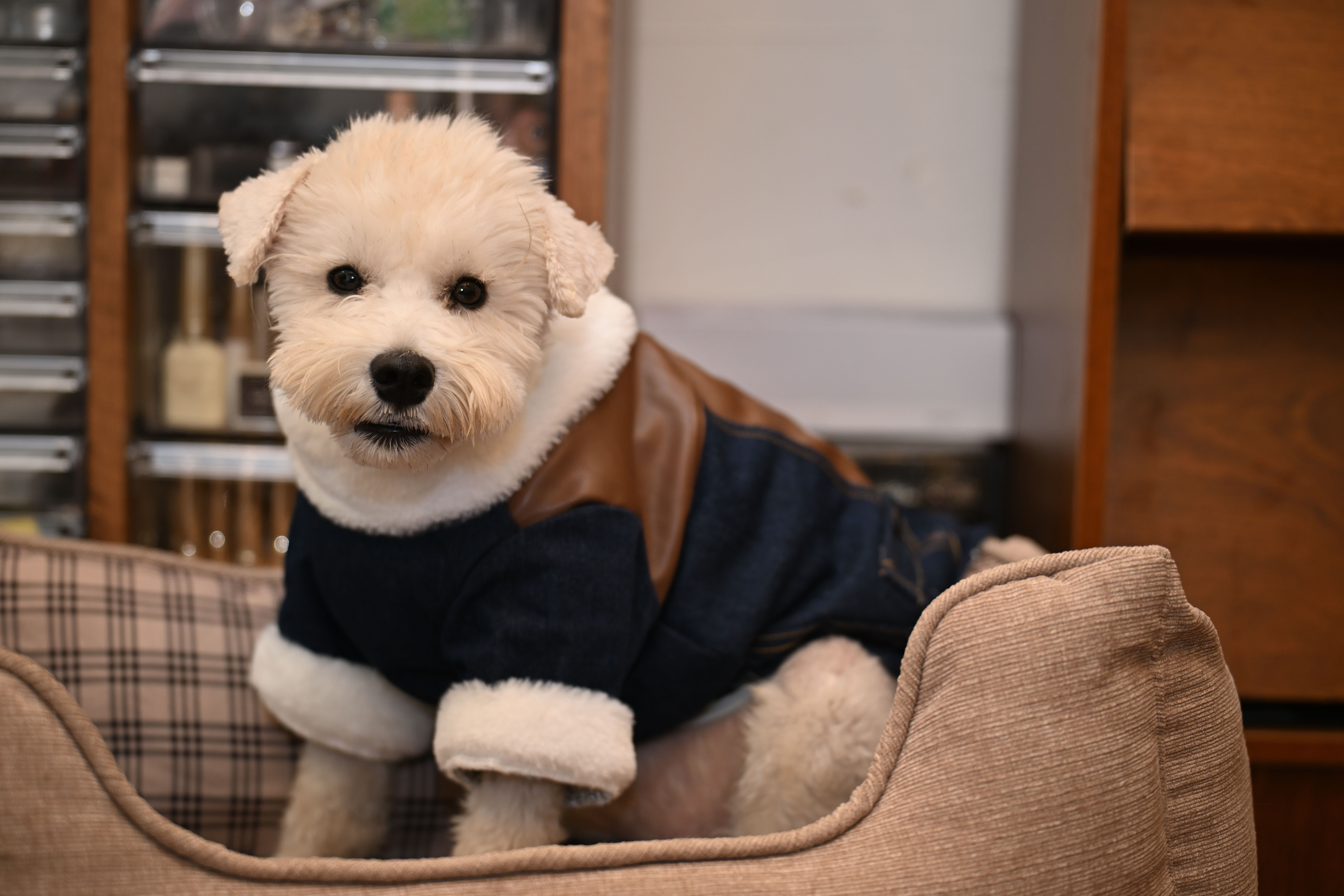 Understanding Pet Humanization: Trends and Impacts