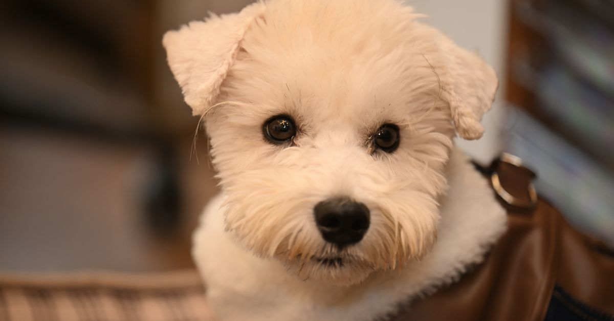 Top 10 Tips for a Stress-Free Pet Move