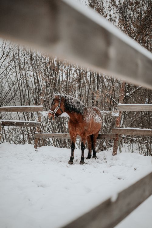Free A brown horse stands in a snow-covered paddock surrounded by wooden fences. Stock Photo