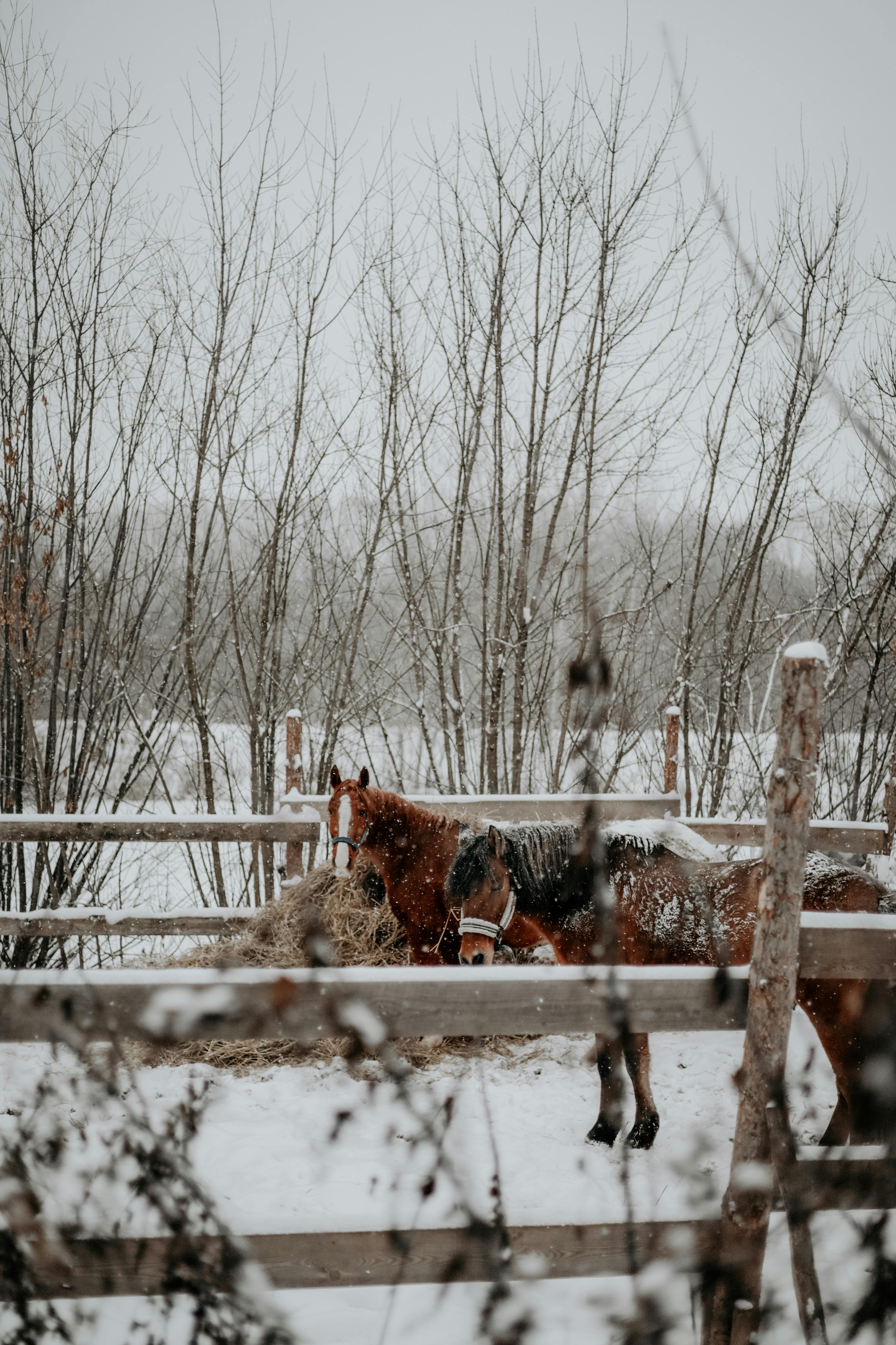 Two horses calmly feed in a snowy winter pasture bordered by fences and bare trees.
