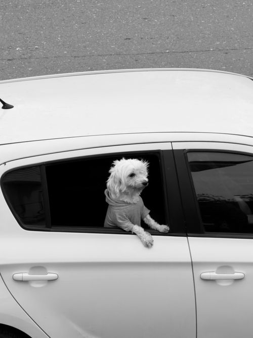 Free A small fluffy dog in a sweater looks out of a car window, captured in black and white. Stock Photo