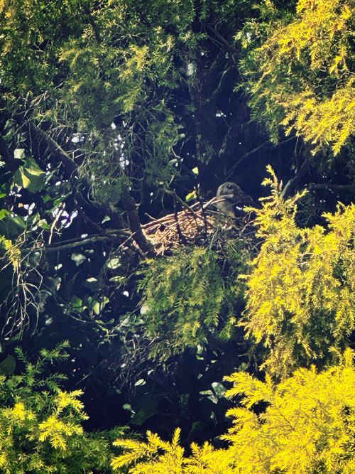 Free stock photo of bird perch, birdwatching, hadeda Stock Photo