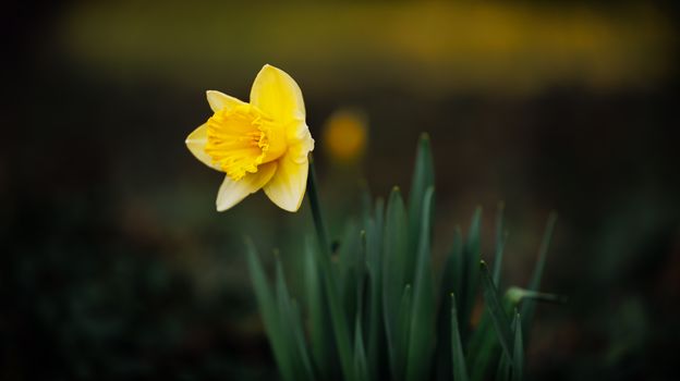 Elegant macro shot of a yellow daffodil blossoming, showcasing delicate petals and vibrant color.