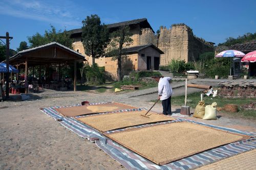 Free Person drying grain in rural village with traditional methods under clear blue sky. Stock Photo