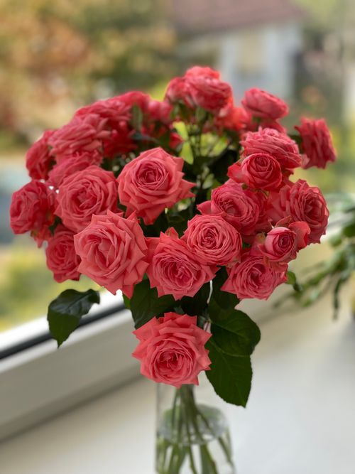 Free Beautiful bouquet of pink roses in a glass vase by a sunlit window. Stock Photo