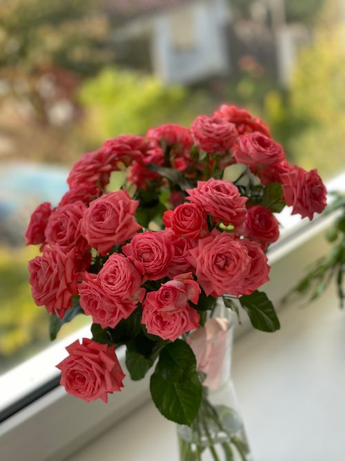 Free A bouquet of bright pink roses in a vase by a sunlit window, symbolizing elegance. Stock Photo
