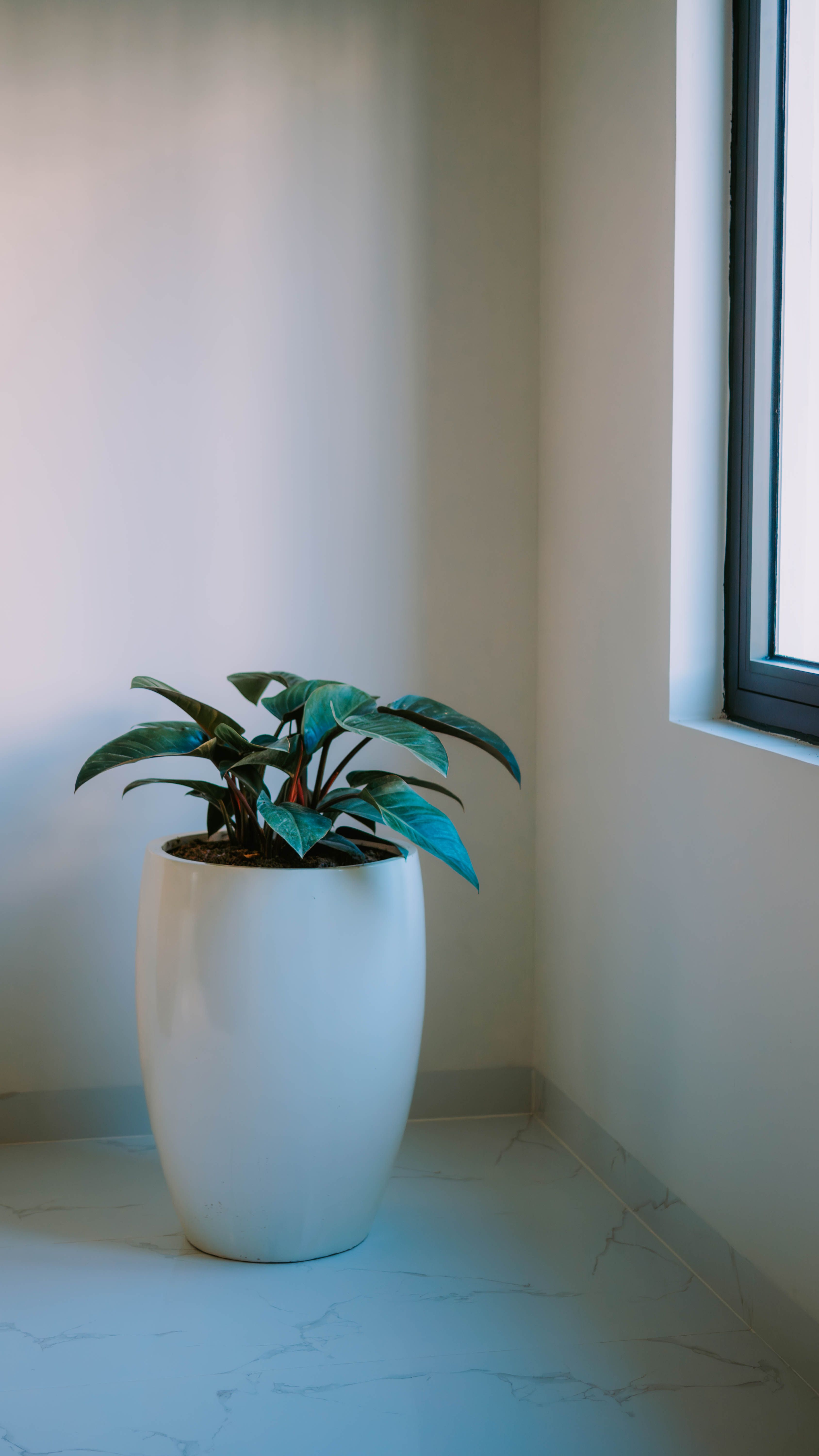 A sleek indoor plant in a modern, minimalist room in Hải Phòng, Việt Nam.