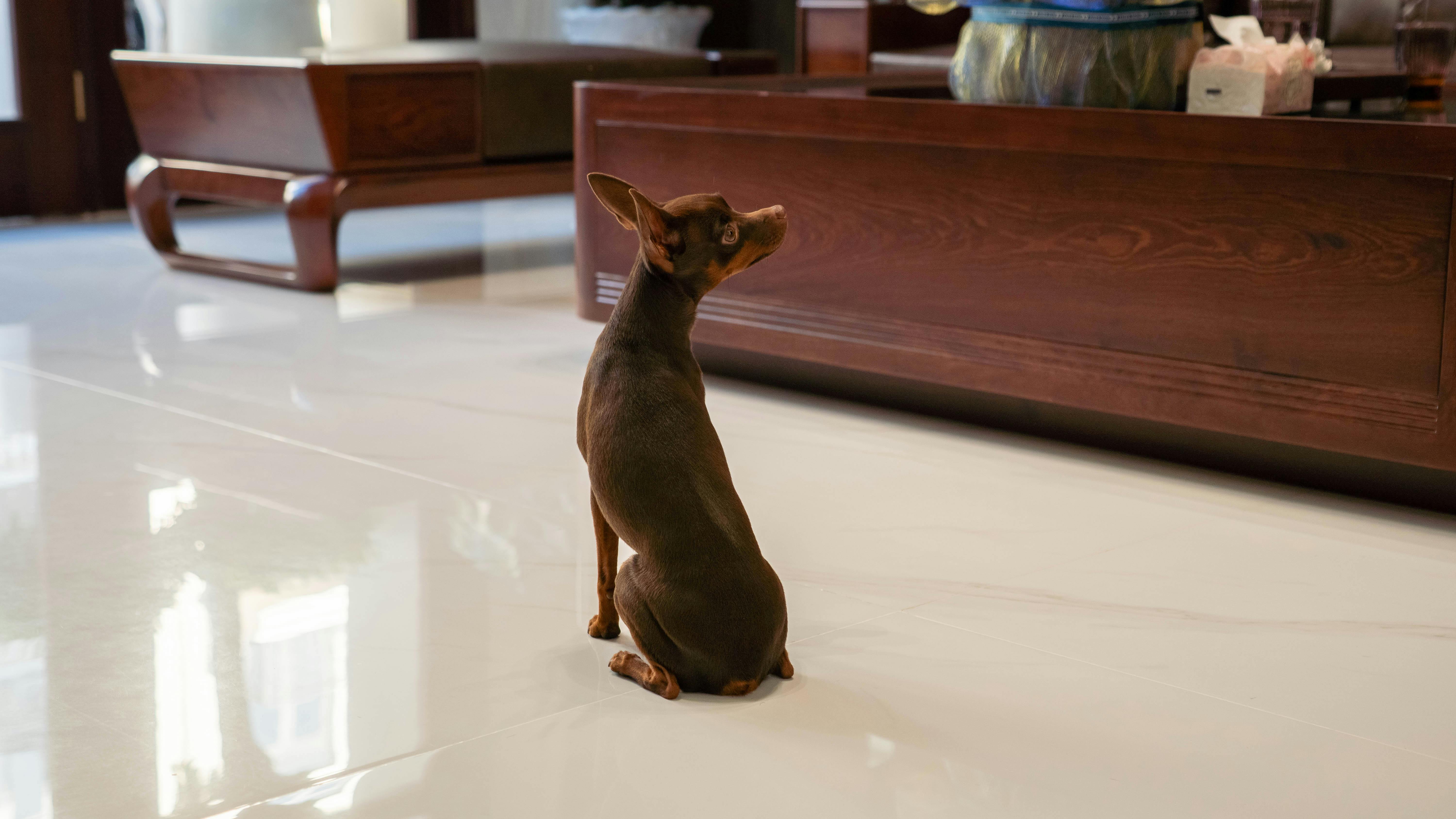 beijing pet technology — Photo by Thanh Long Bùi on Pexels