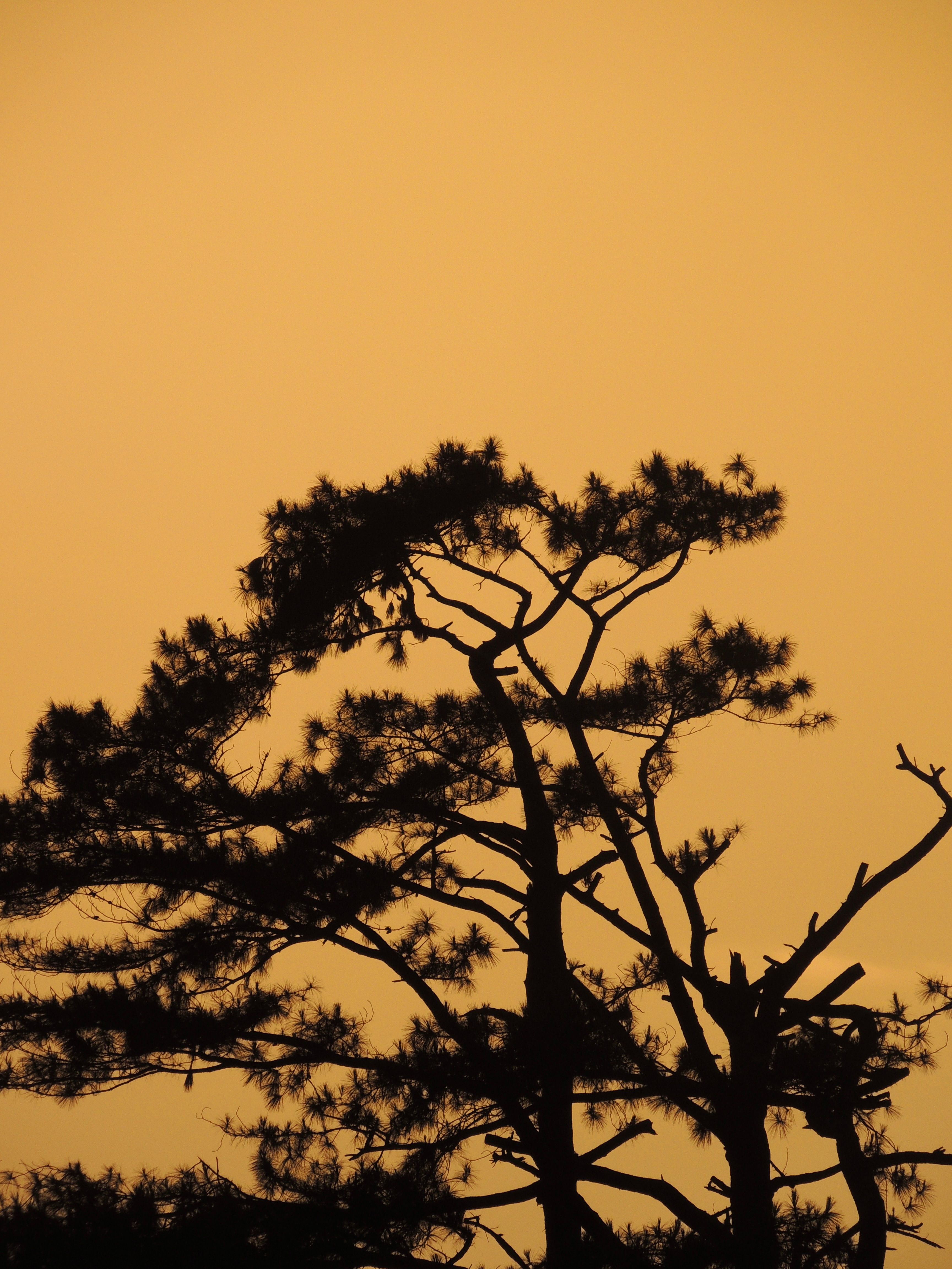 Silhouette of Pine Tree Against Orange Sunset Sky · Free Stock Photo