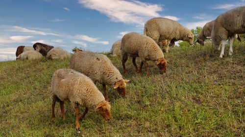 Free Peaceful scene of sheep grazing on a hill in Drage, Germany under a clear blue sky. Stock Photo