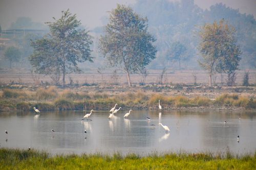 Free Beautiful winter scene of egrets on a calm pond in Kandiāro, Sindh, Pakistan. Stock Photo