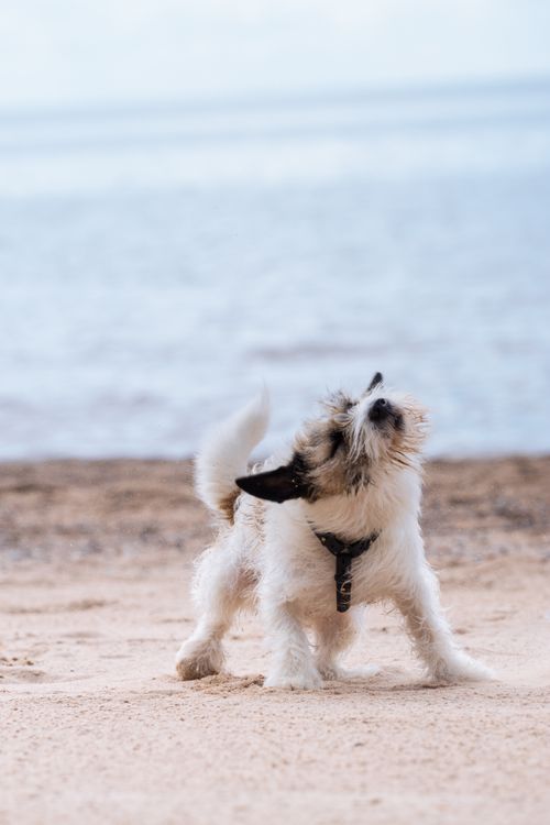 Free Cute Jack Russell Terrier shaking off water on a sandy beach in Latvia. Stock Photo