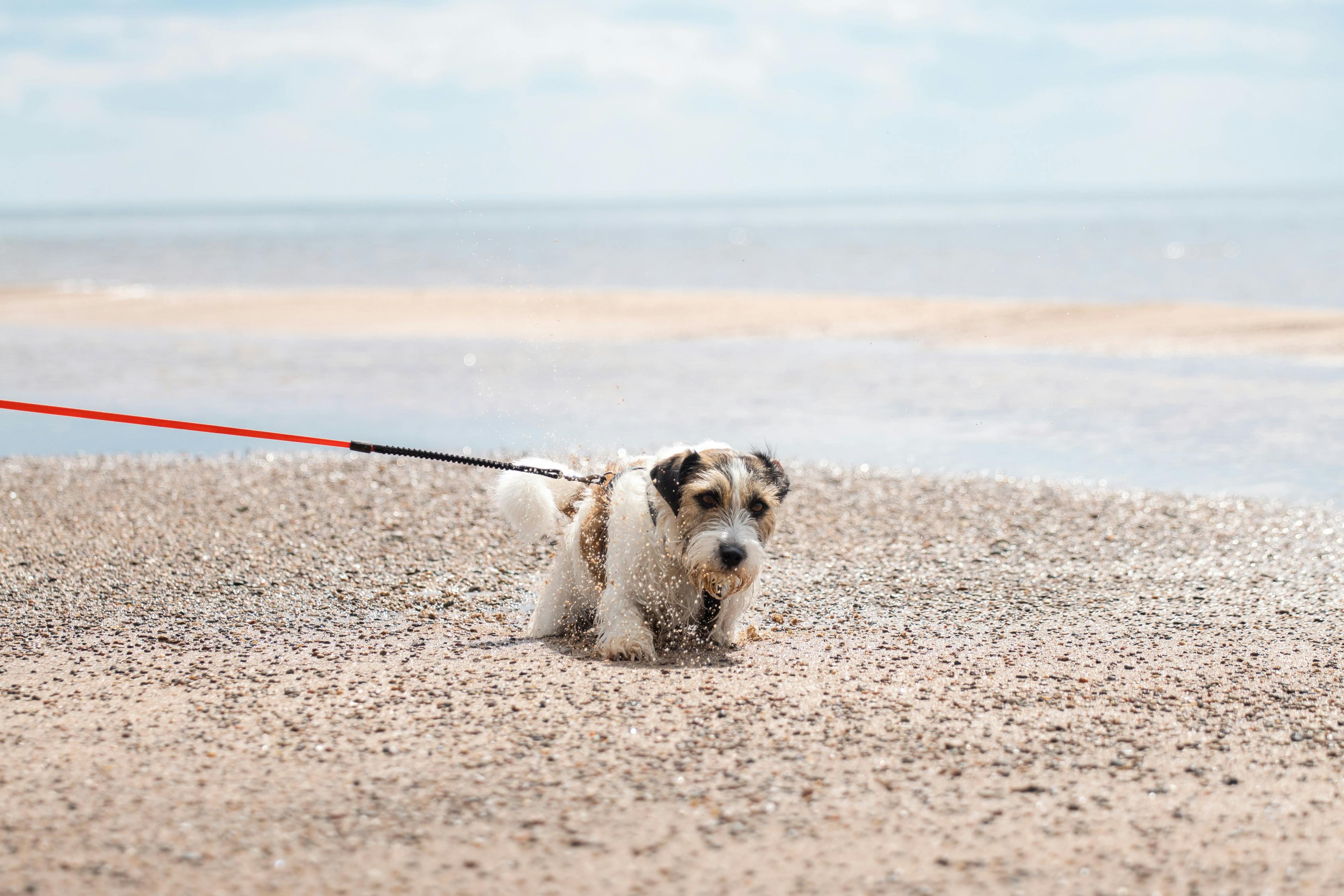 Free stock photo of active, baltic sea, beach