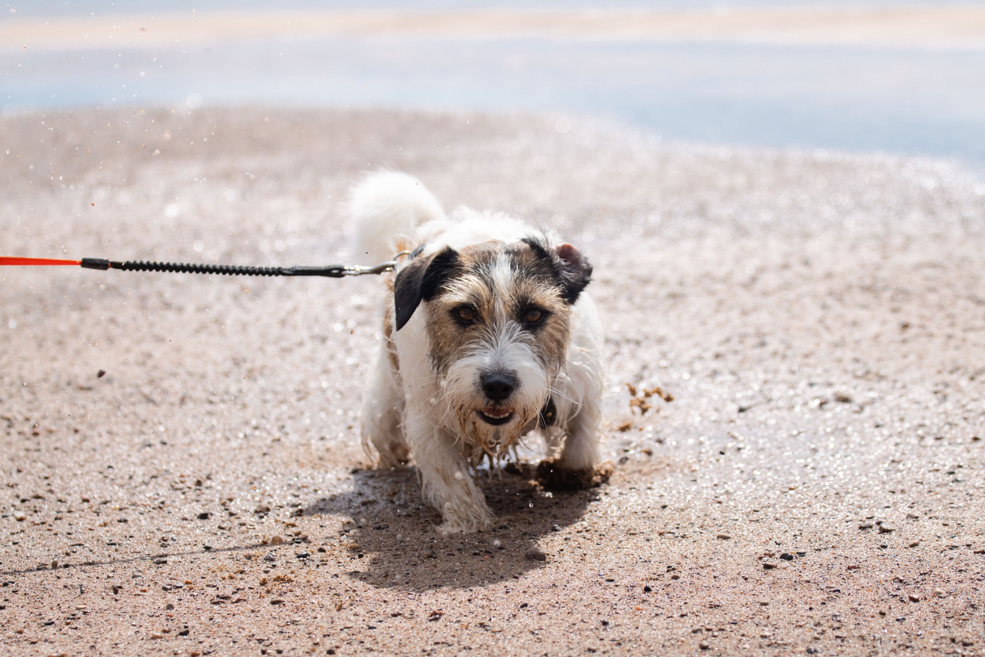 A lively Jack Russell Terrier splashing on a sandy beach in Latvia on a sunny day.