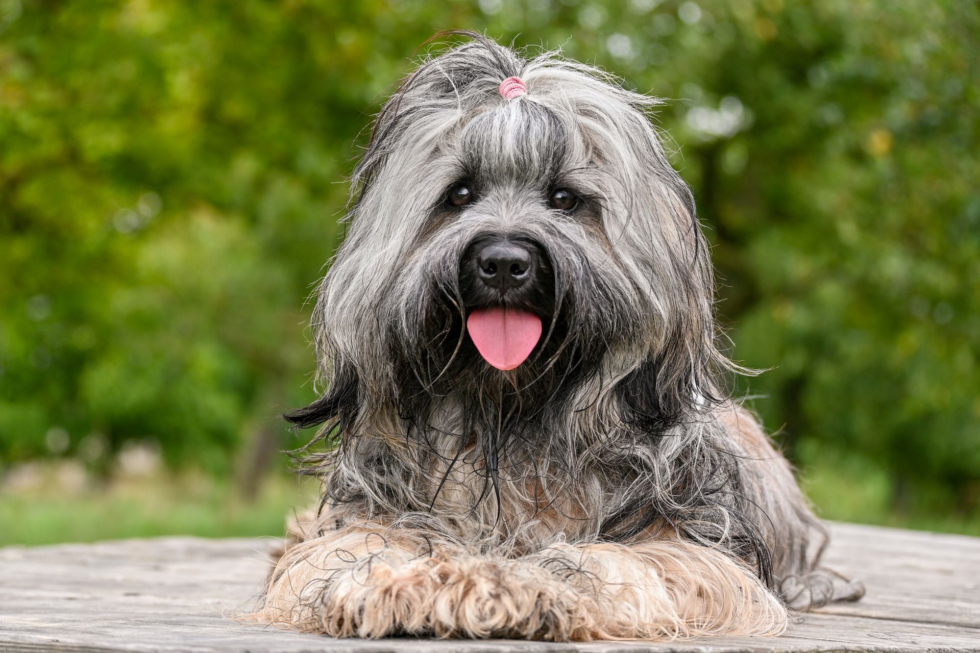 A Tibetan Terrier