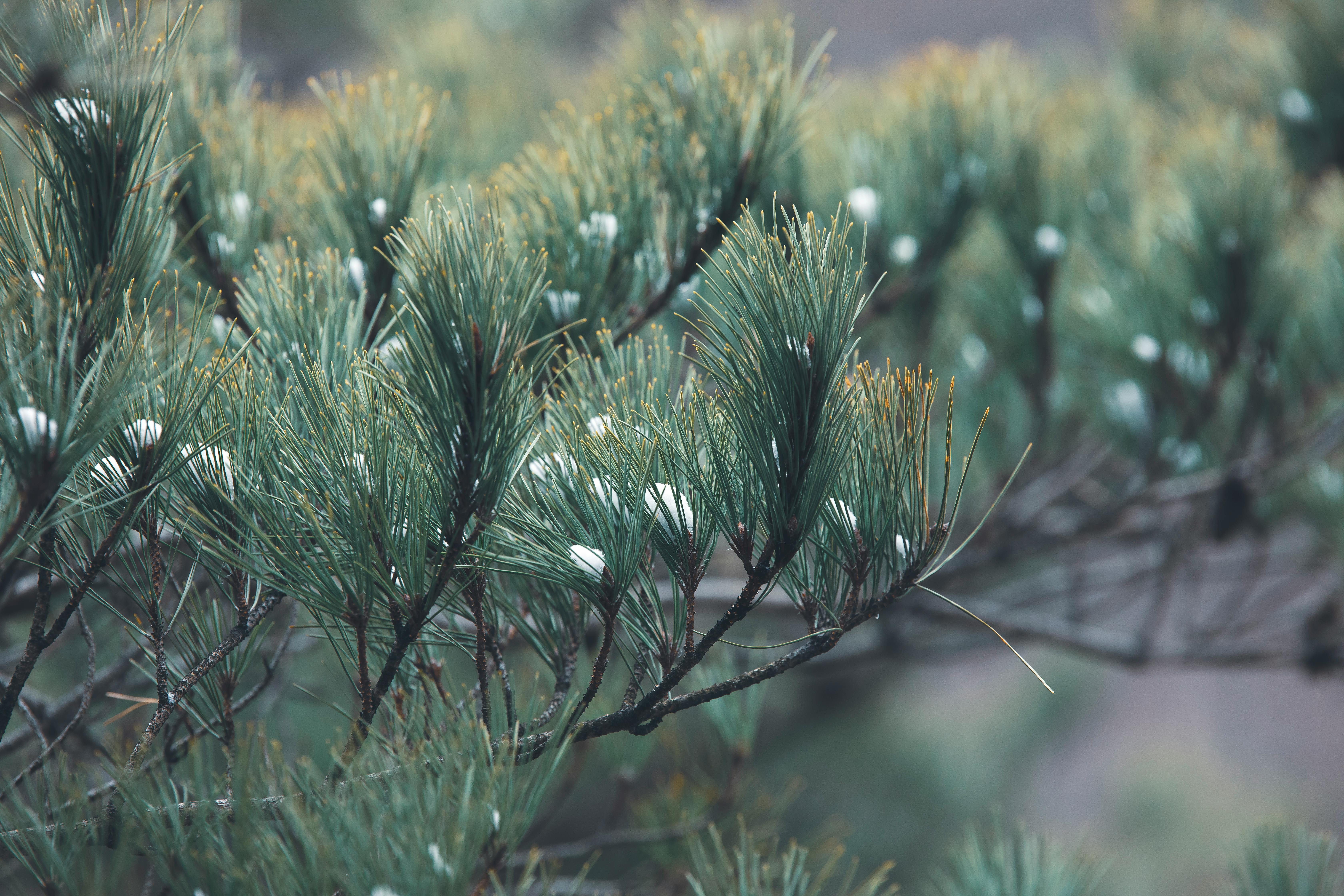 Daño por escarcha en plantas: cristalización, deshidratación y protección