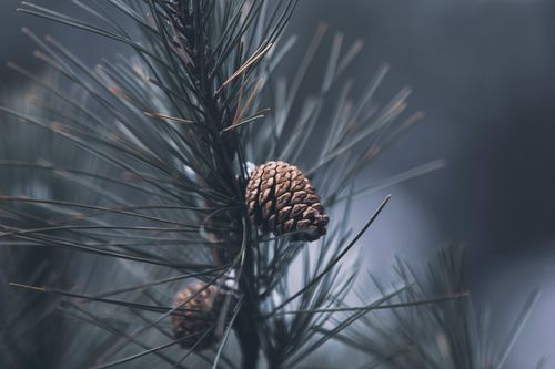 Free A serene close-up of a pine cone nestled among pine needles, capturing nature's tranquility. Stock Photo