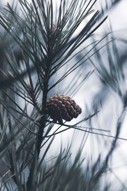 Free A detailed view of a pine cone on a coniferous branch, capturing nature's intricate details. Stock Photo