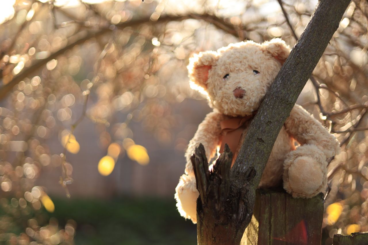 a cuddly teddy bear perched on a tree stump in a warm autumn scene