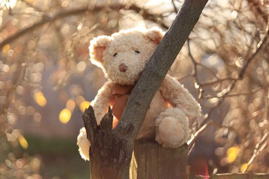 A cute teddy bear perched on a tree branch, lit by warm sunlight.